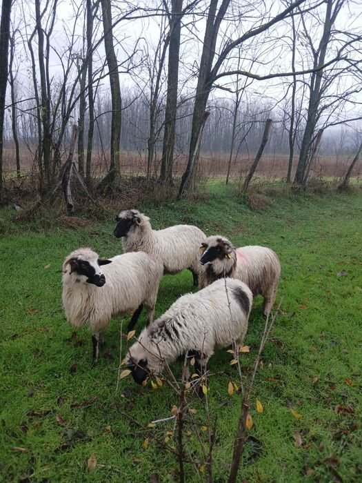 Vând 2 miele  breze !!