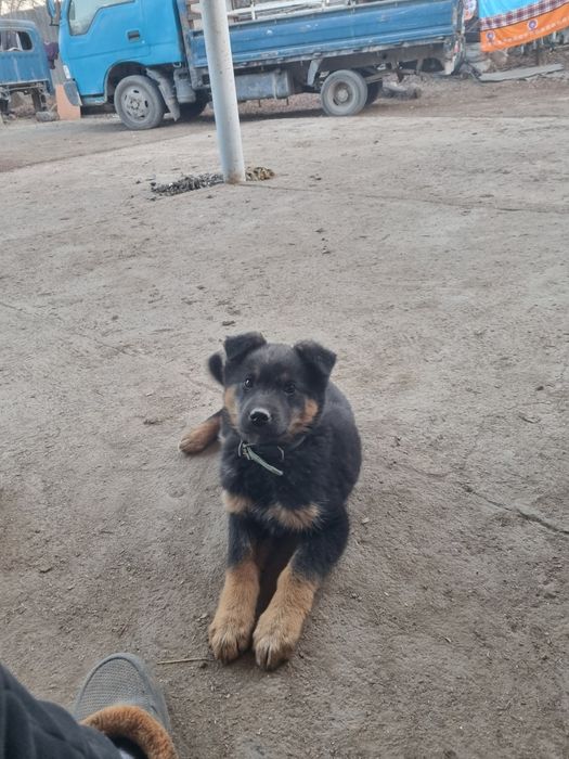 Овчарка немецкий