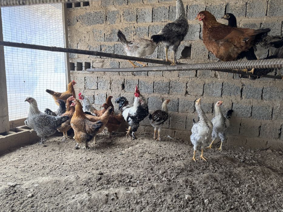 Продаётся домашний петухи и куры