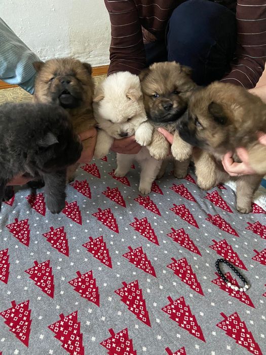 Готовятся к продаже щенки ЧАУ-ЧАУ