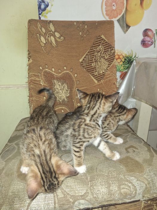 Помесь бенгальских котят