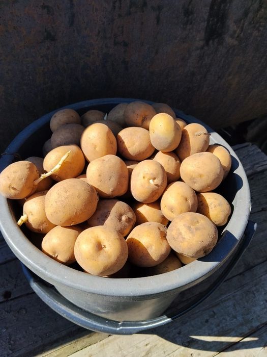 Семенной картофель
