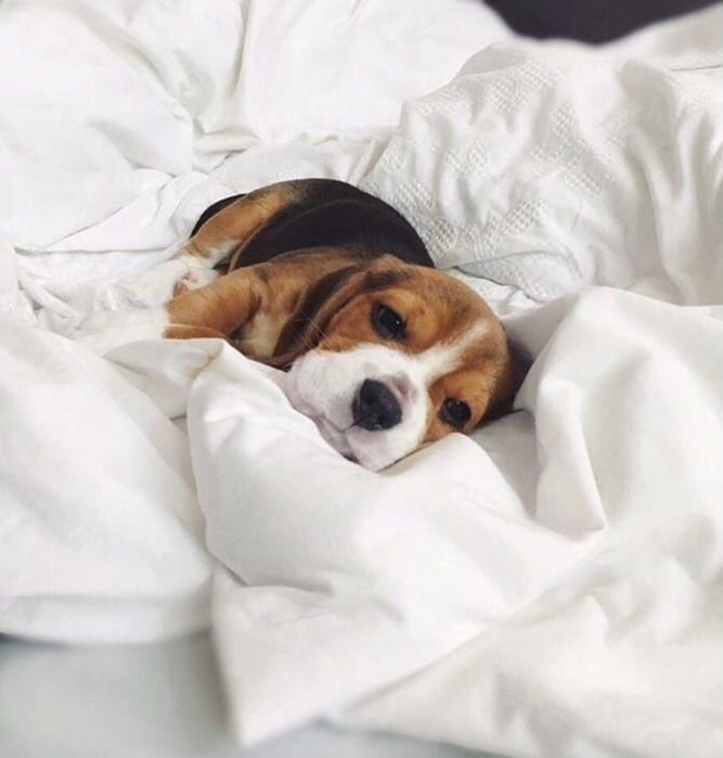 Породные щенки Бигля