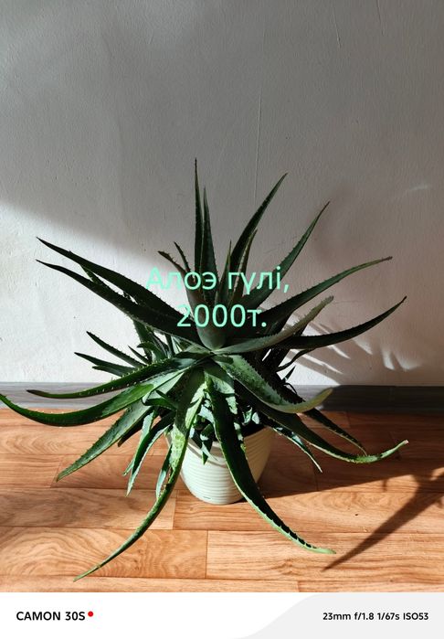 Цветы домашние продам.