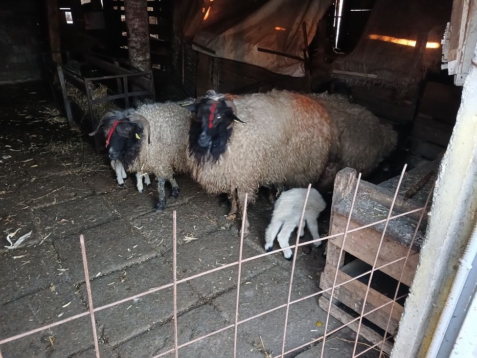 Se vinde Carabase de Brastavatu