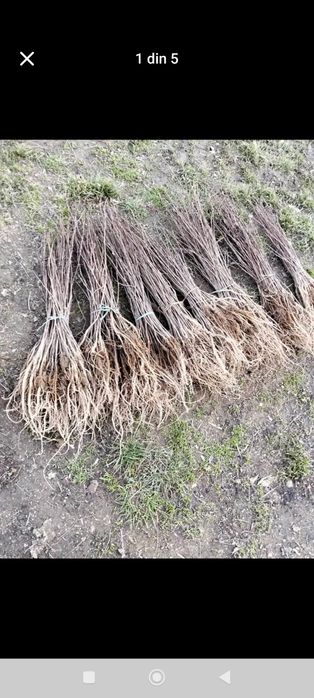 Puieții salcâm la preț bun