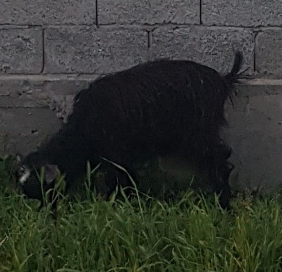 3 бас ешкі сатылады