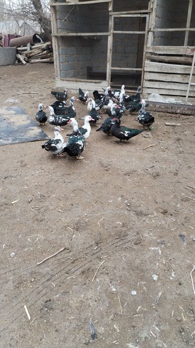 10 бас еркек индаутка