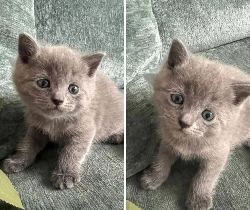 В плюшнвых шубках котята девочки