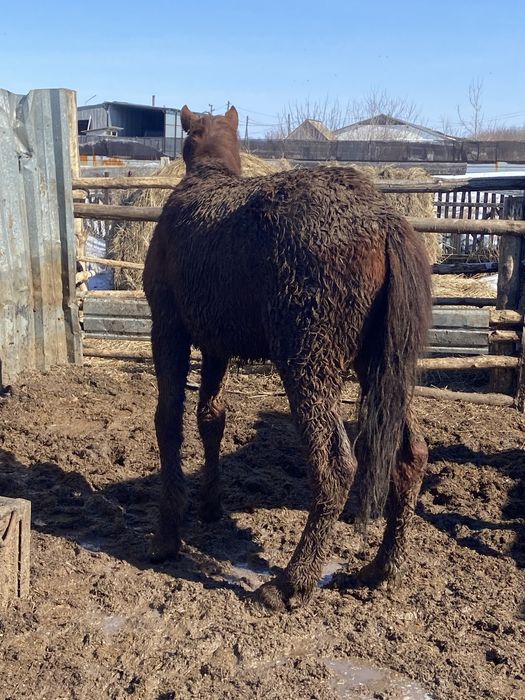 Продам лошадь тай