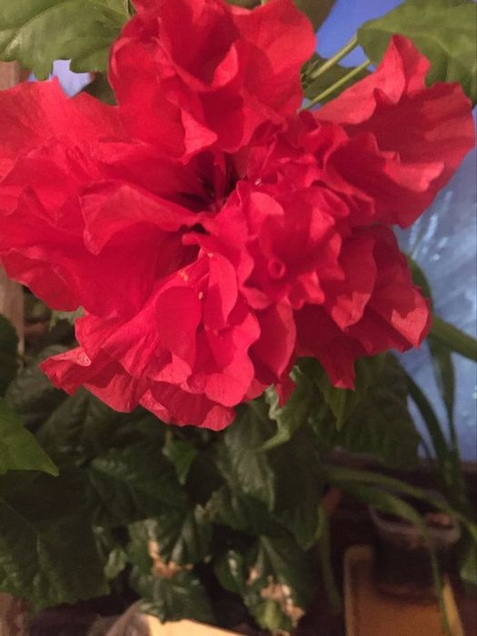 Продам цветы