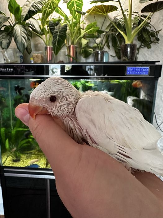 Ожереловые белые птенцы