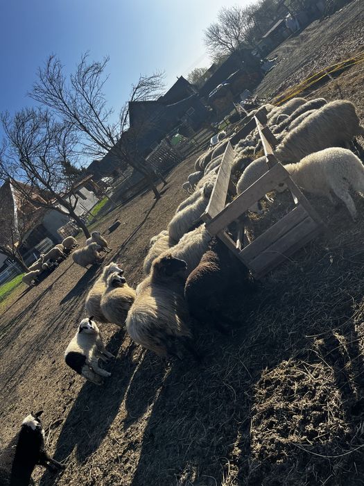 Vand miei pentru Paste