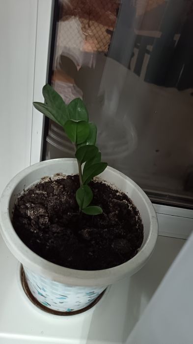 Продам комнатные цветы