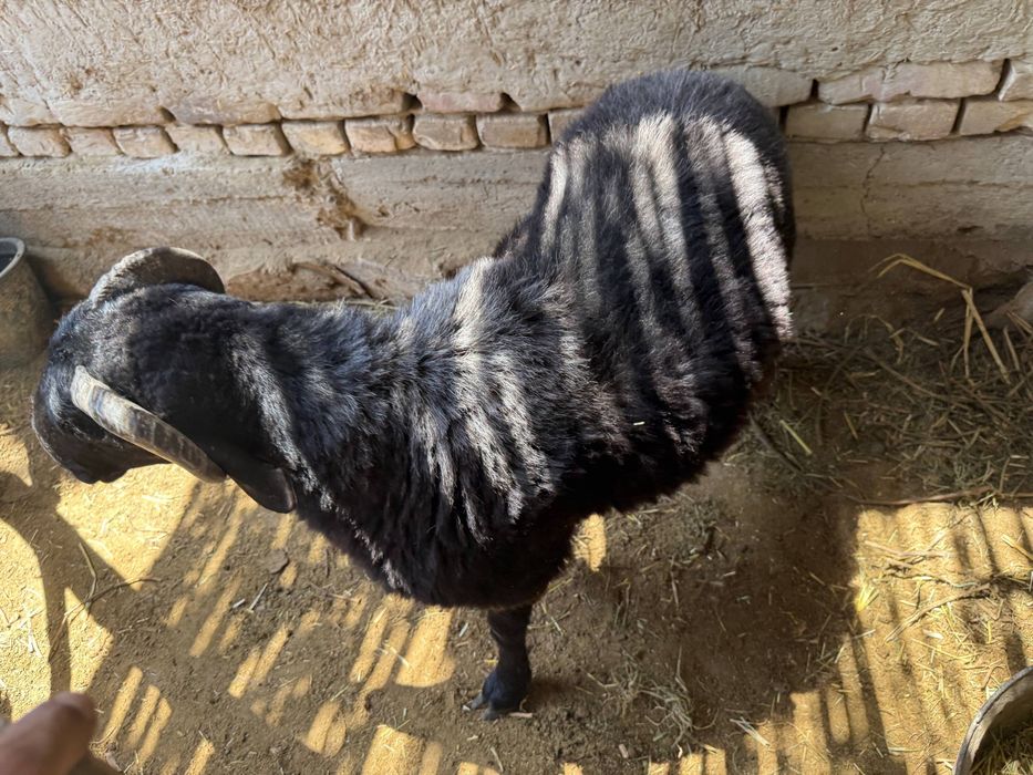 Boʻrdoqiga Arabi qoʻchqor