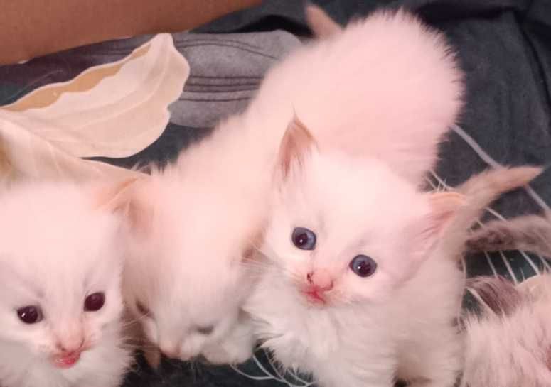 Невские маскарадные котята