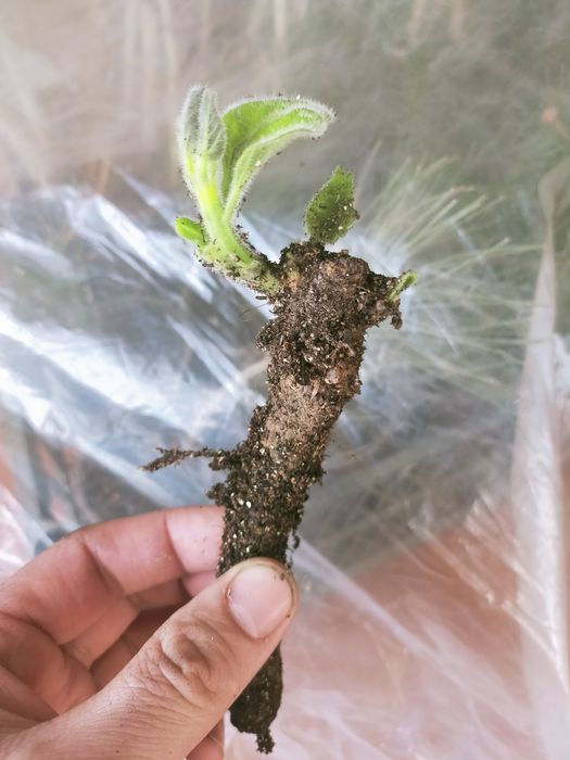 Саженцы павлония