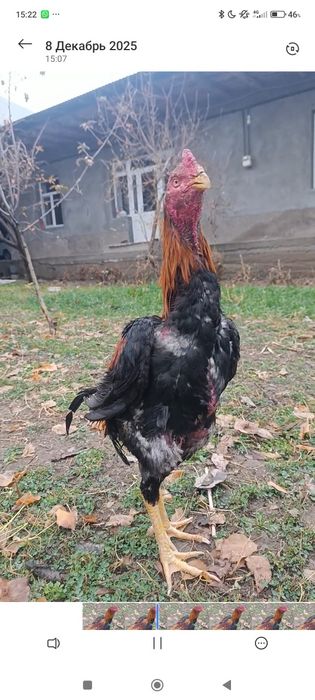 Дакан кораз видео бар