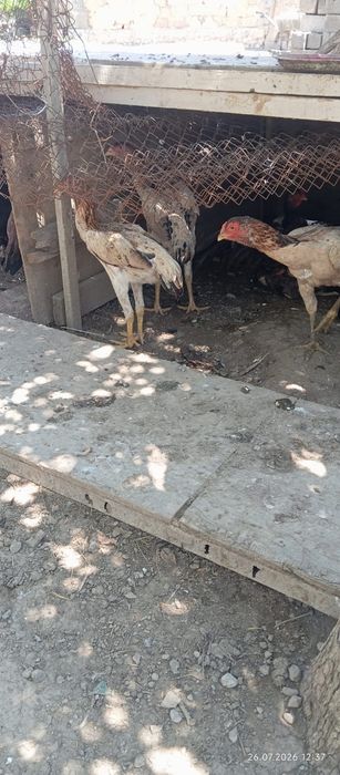 Продам бойцовые куры