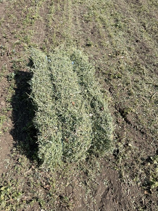 Baloti lucernă ultima coasă