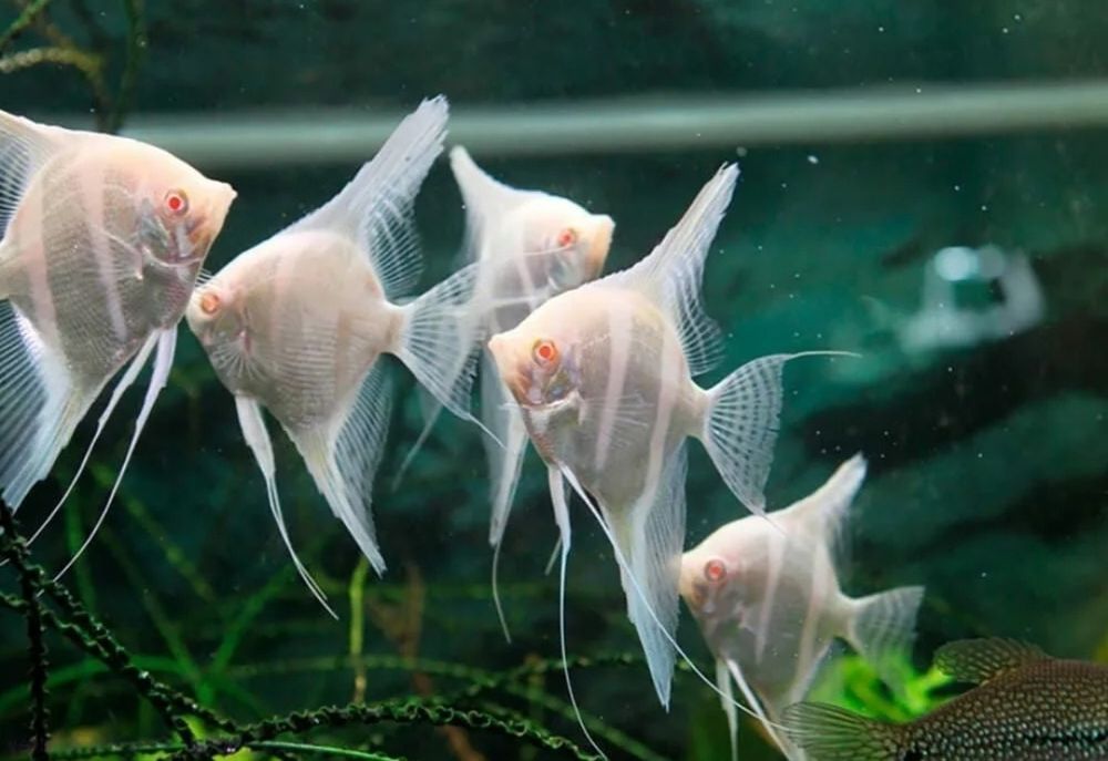 Скалярия Дантум альбино