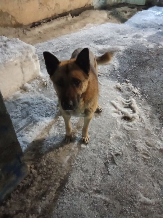 Собака ищет хозяина