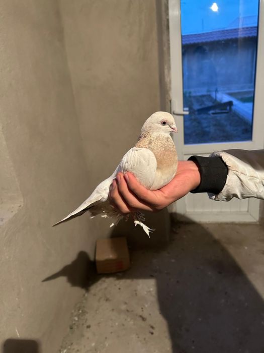 Голуб 6.000 голуби кептер