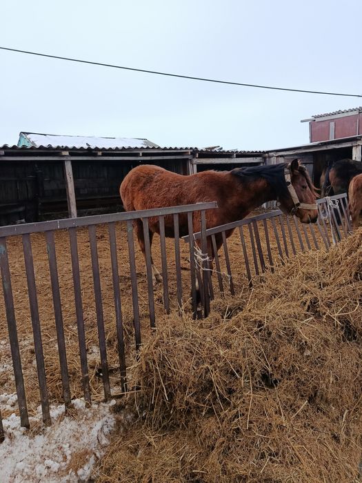 Продам кобылу с жеребенком