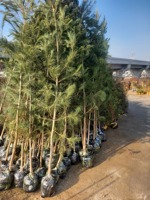 Mevali ko'chatlar  archalar  bor 100%garanitya