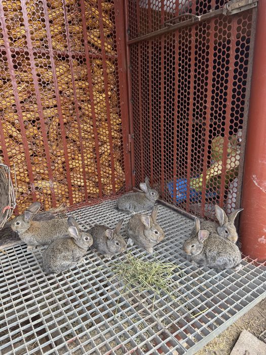 Iepurasi urias german din parinti tatuati cu certificat 6 saptamani