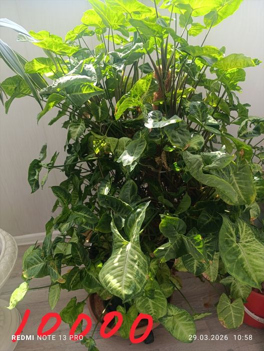 Комнатные  цветы