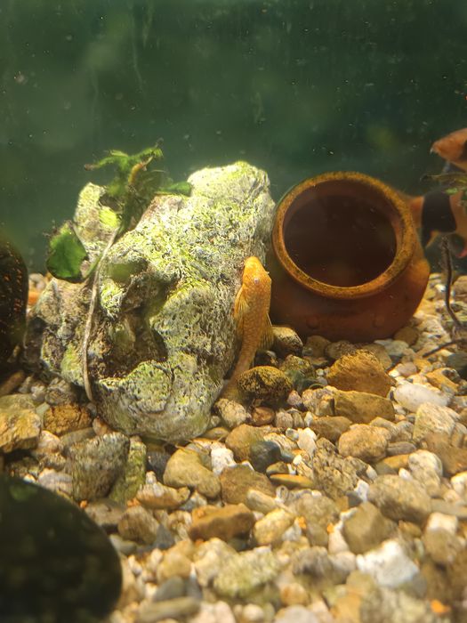 Продавам Аквариум с рибки