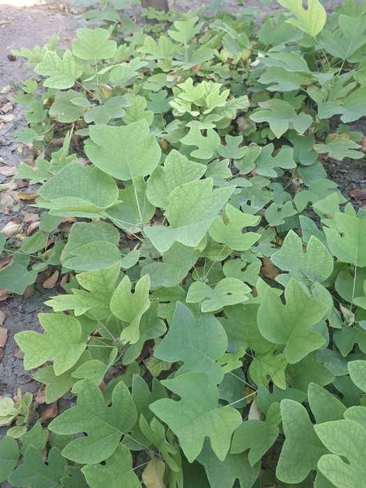 Лола дарахти; Тюльпановое дерево; Лириодендрон тюльпановое