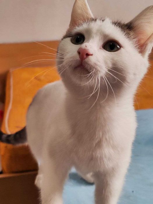 Котик Бобрик ищет дом