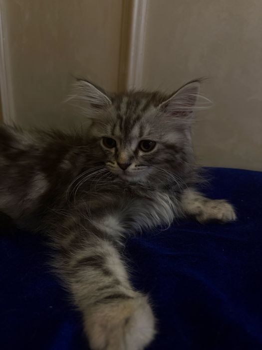 Котик продается, Сибирский