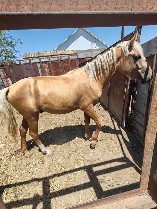 Продаётся лошадь