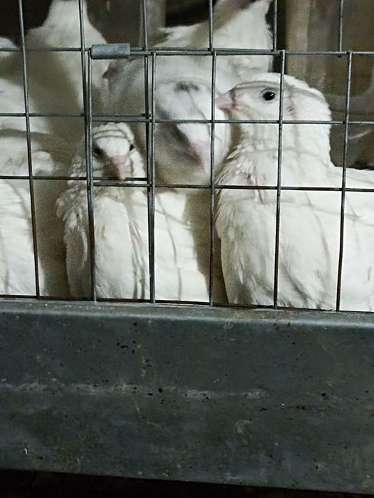 Инкубационные яйца перепёлок (бедана)