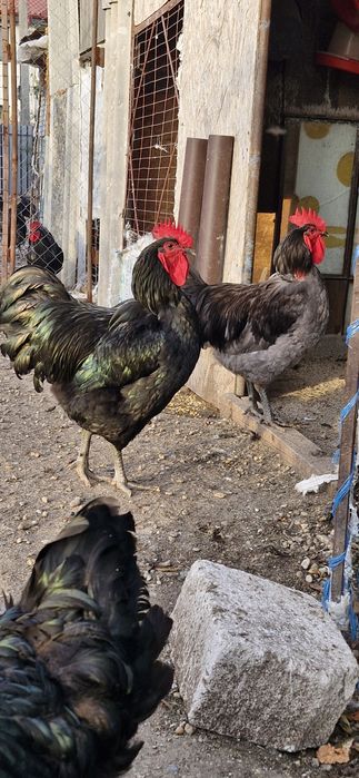 Vand oua de Jersy Giant