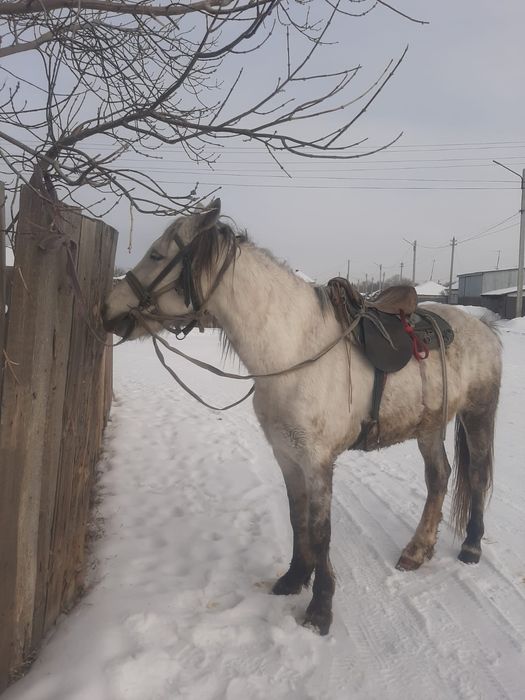 Айғыр сатылады мінгі жуас