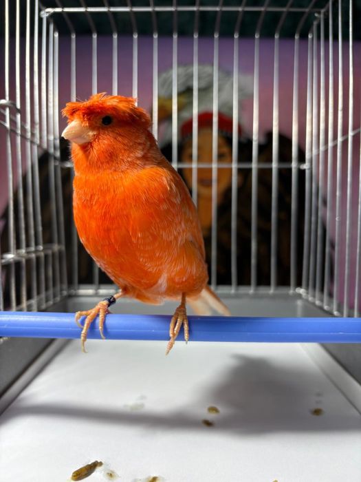 Продам канареек.