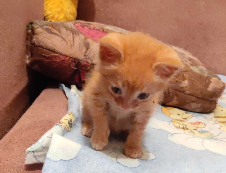 Котята в добрые ручки.