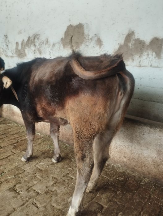 Иккита мол сотилади