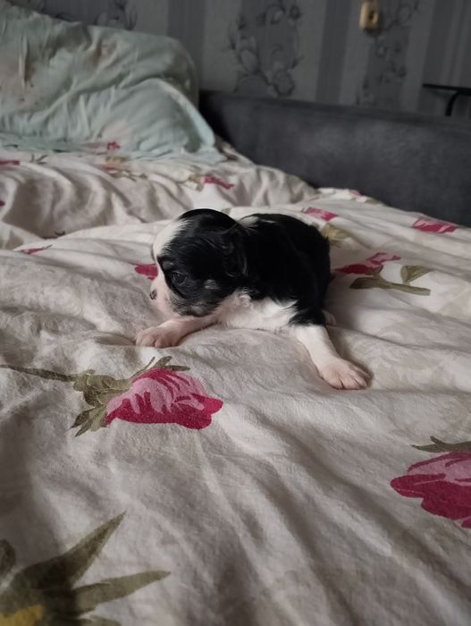 Вязка кобель чихуахуа