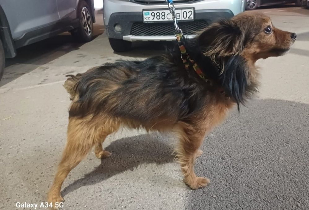 Отдам длинношерстного той-терьера