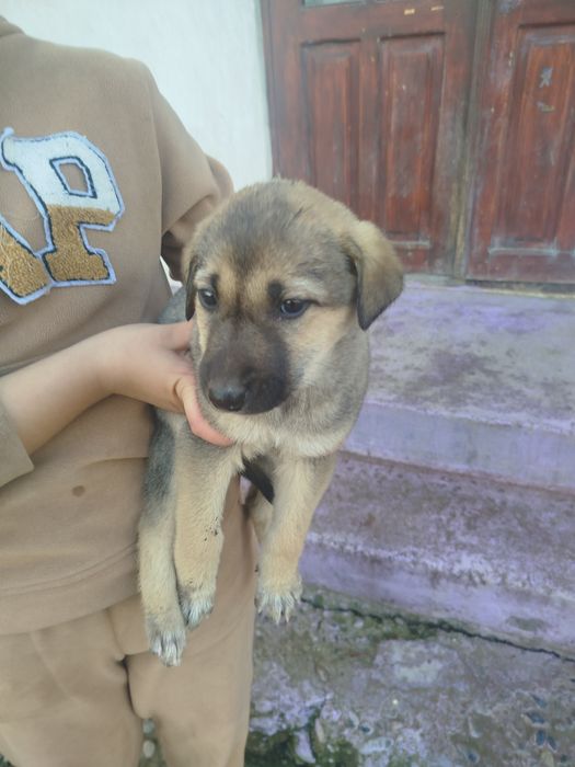 Kuchuklar 2 kalasi 15 ming