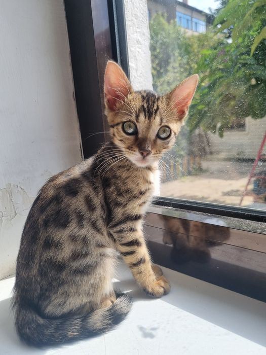Котенок бенгальский