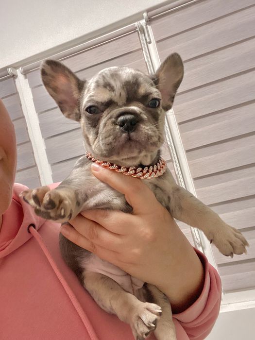 Френски булдог бебета/french bulldog