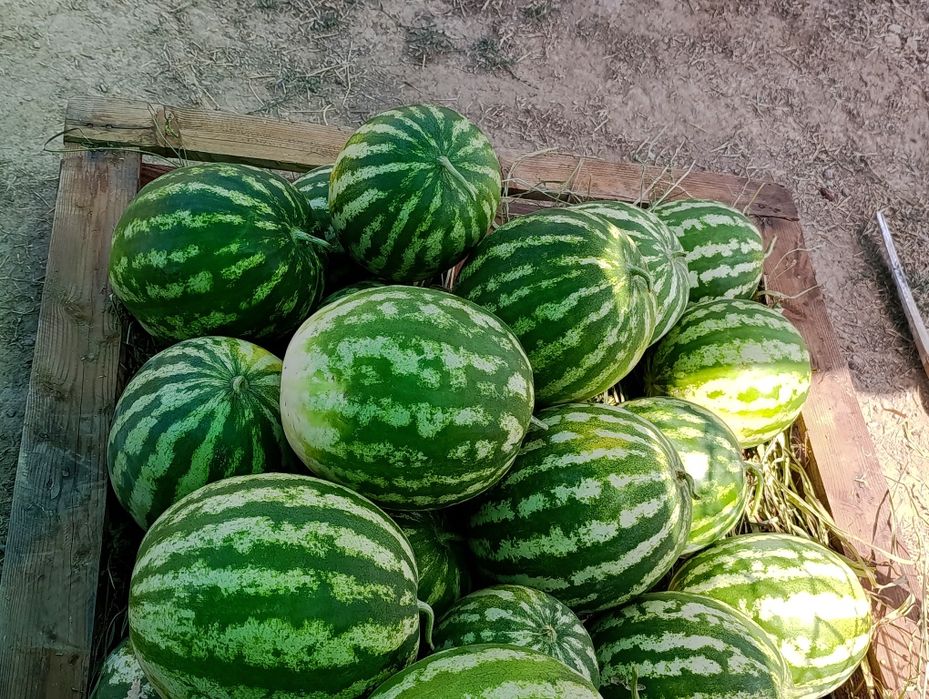 Tarvuzla sotiladi