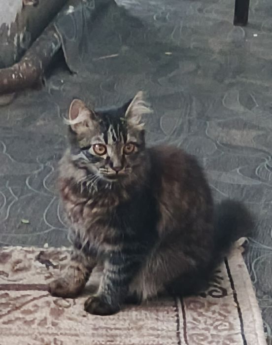 Отдам милых котят в добрые руки!