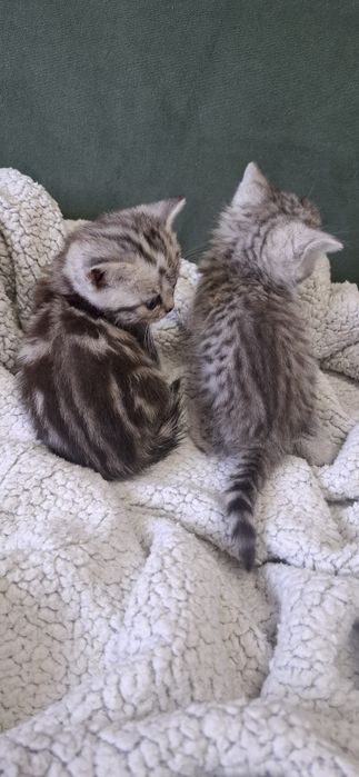 Британские короткошерстные котята